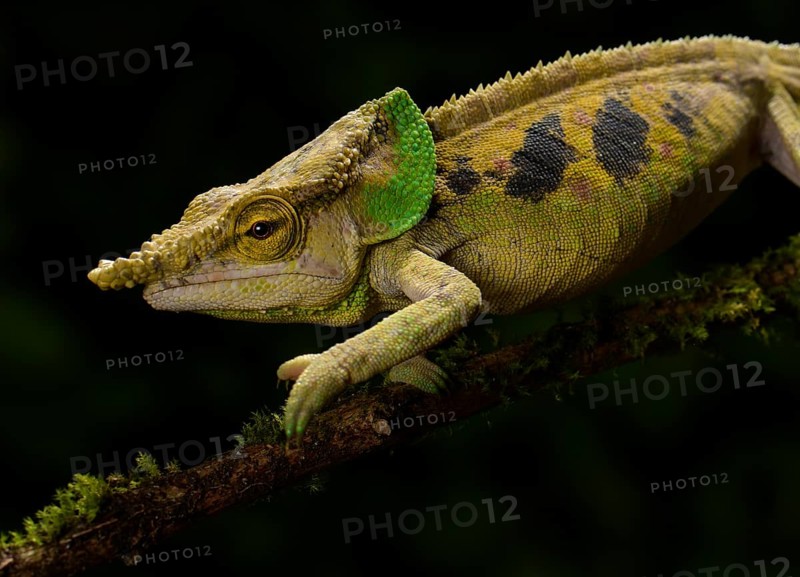 Malthe's chameleon (Calumma malthe)