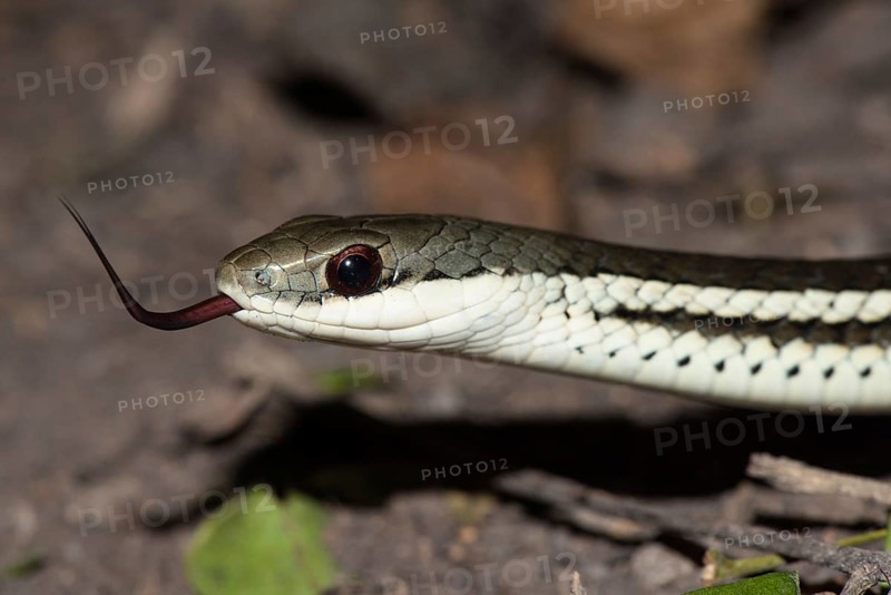 Lateral Water Snake (Thamnosophis lateralis)