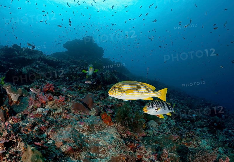 Ribboned sweetlip (Plectorhinchus polytaenia) and Yellow-striped Sweet Lips (Plectorhinchus lineatus)