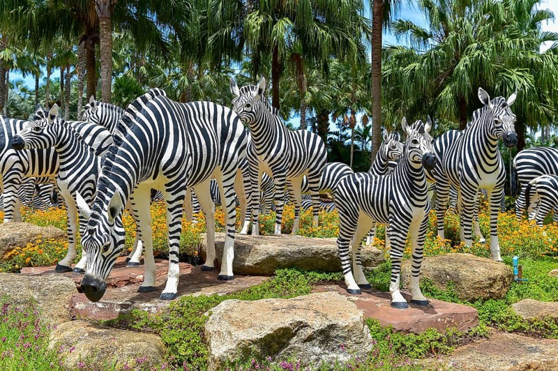 Zebra figures
