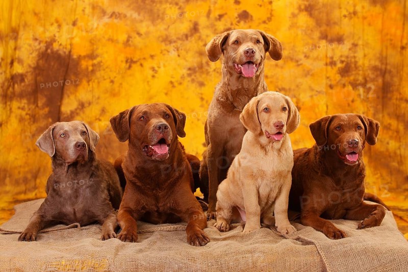 Chesapeake Bay Retriever