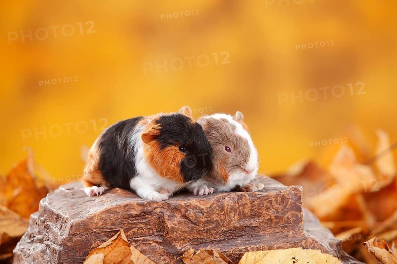 CH-Teddy guinea pigs