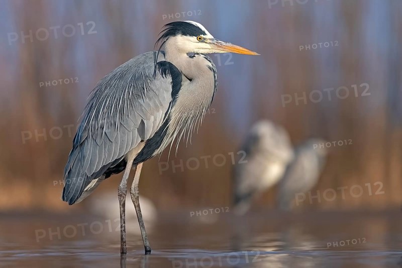 Grey heron or (Ardea cinerea) in splendor dress