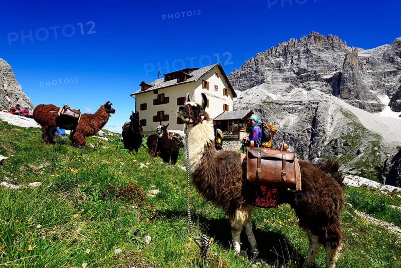 Llamas with panniers in front of the Zsigmondy or Comici Hut