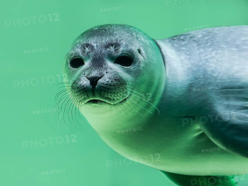 Young Harbor seal (Phoca vitulina) diving in water basin