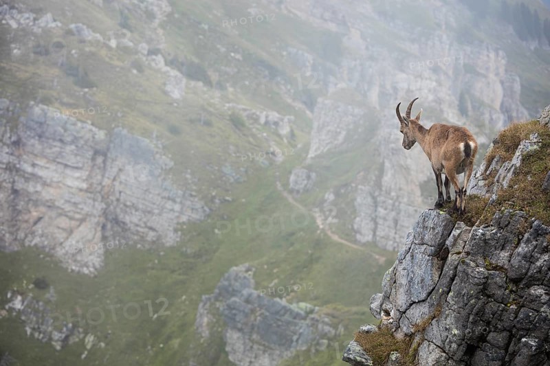 Alpine Ibex (Capra ibex) no slope in front of mountain scenery