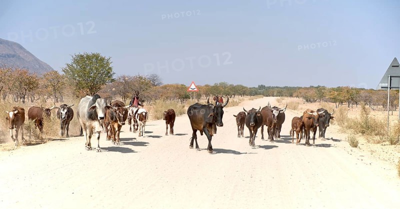 Himba men
