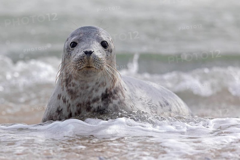 Grey seal (Halichoerus grypus) Young animal playing in the water