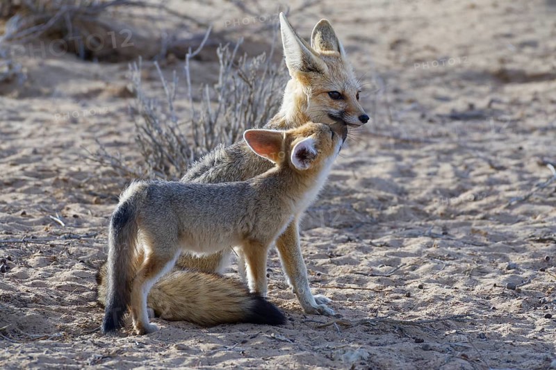 Cape foxes (Vulpes chama)