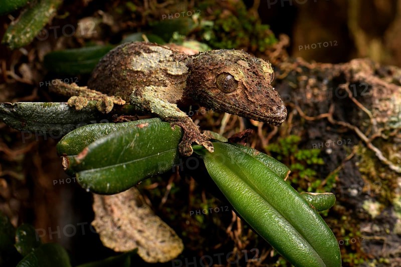 Mossy leaf-tailed gecko (Uroplatus sikorae) camouflaged on leaf