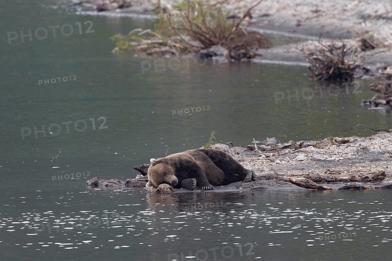 Sleeping Kamchatka brown bear (Ursus arctos beringianus)
