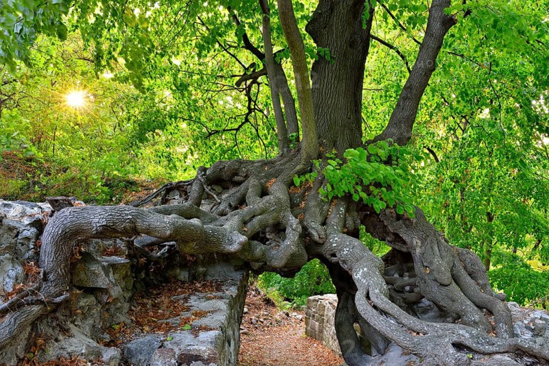 Old linden tree growing on the walls of a castle ruin