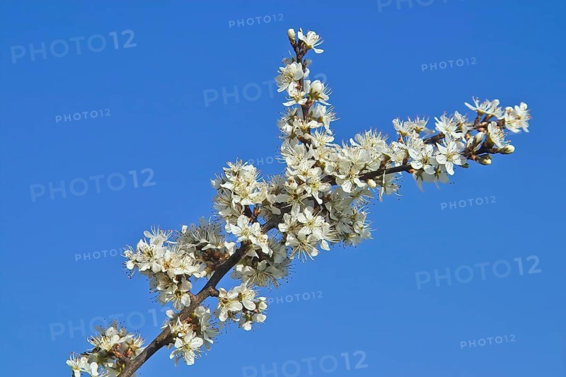 White blossoms