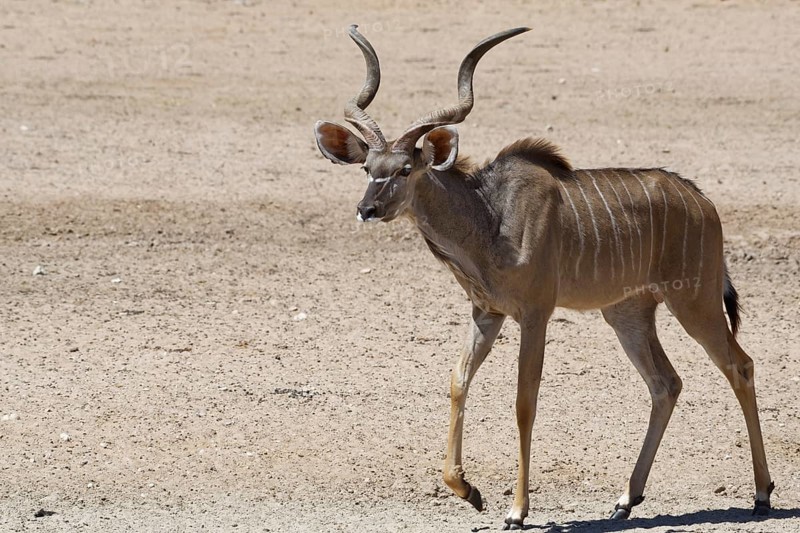 Greater kudu (Tragelaphus strepsiceros)