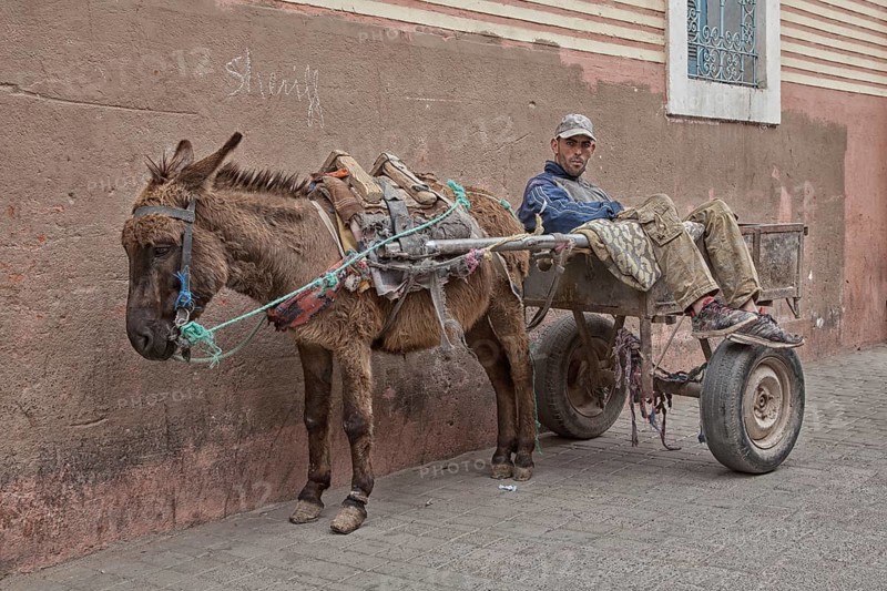 Man on donkey cart during a break