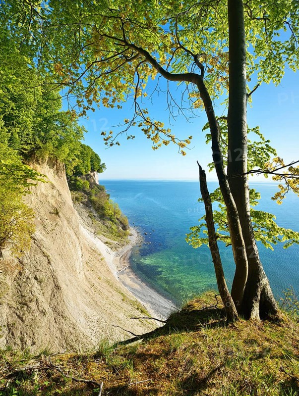 Maple tree at the edge of the cliffs