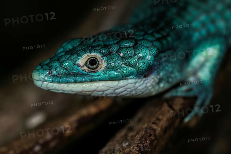 Abronia graminea (Abronia graminea) in Terrarium