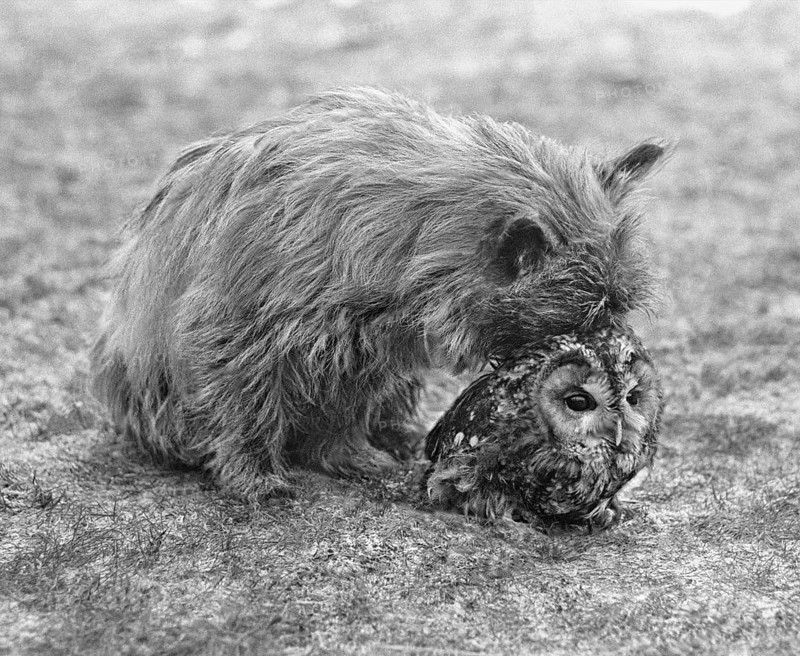 Dog with owl