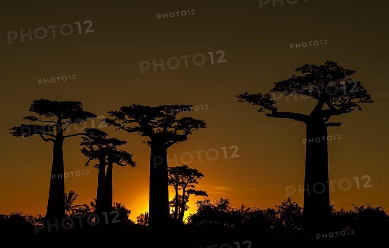 Grandidier's Baobab (Adansonia grandidieri) at Baobab Avenue in the sunset