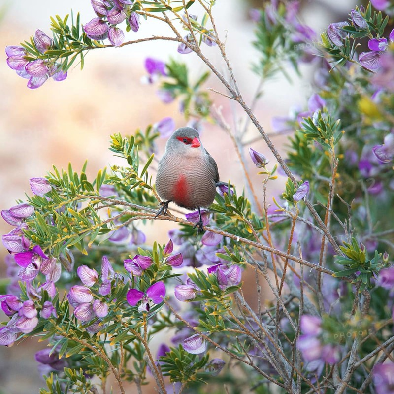 Common waxbill (Estrilda astrild)