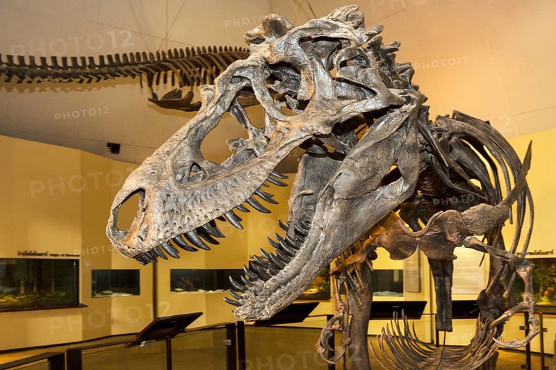 Skeleton