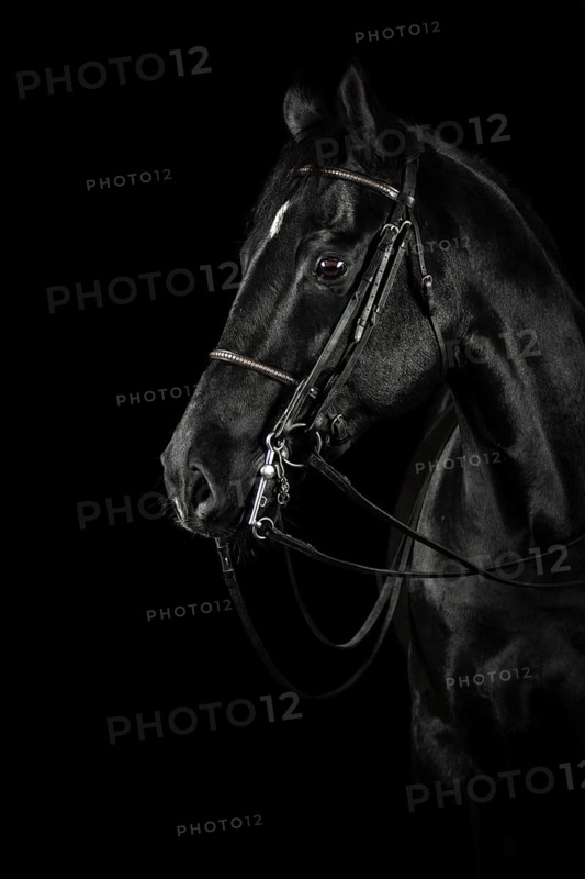 Black black horse with blaze