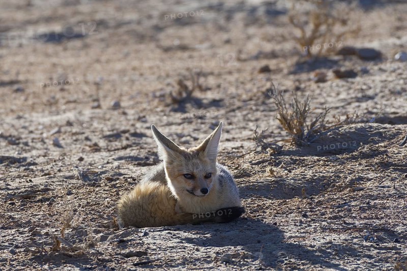 Cape fox (Vulpes chama)
