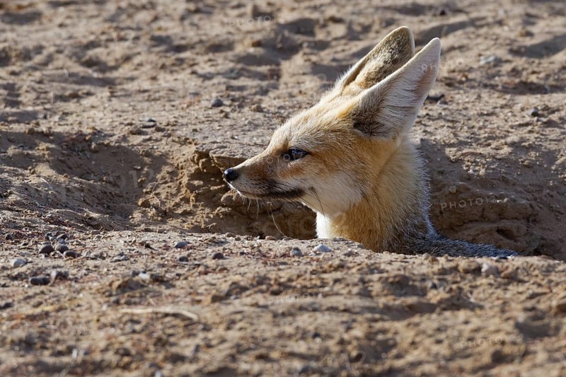 Cape fox (Vulpes chama)