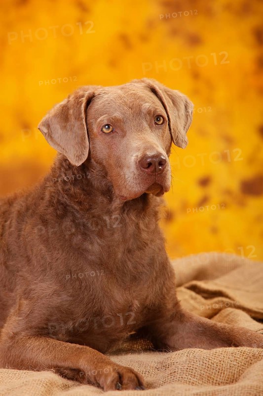 Chesapeake Bay Retriever