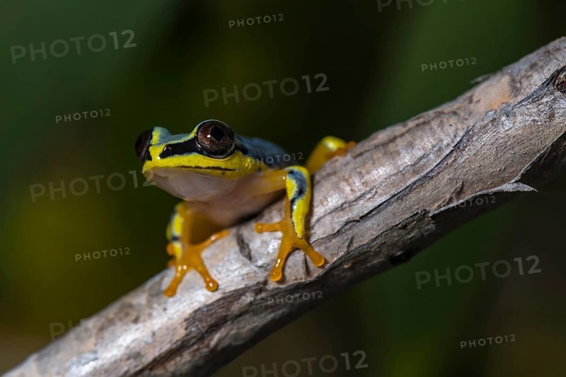 Blue-Back Reed Frog (Heterixalus madagascariensis) sits on branch