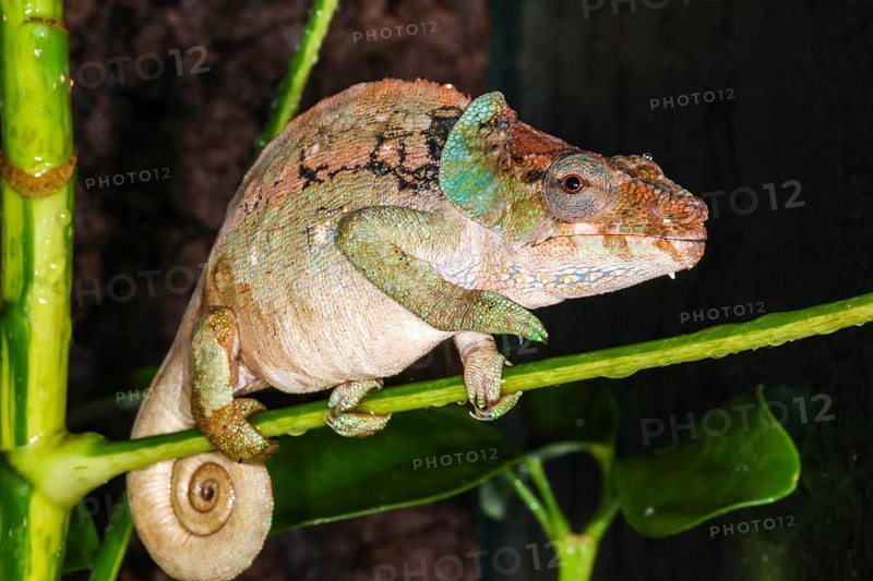 Malthe's chameleon (Calumma malthe) in terrarium