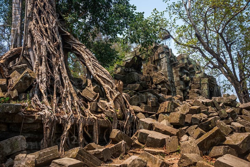 Tree-rooted Khmer Temple Ruin
