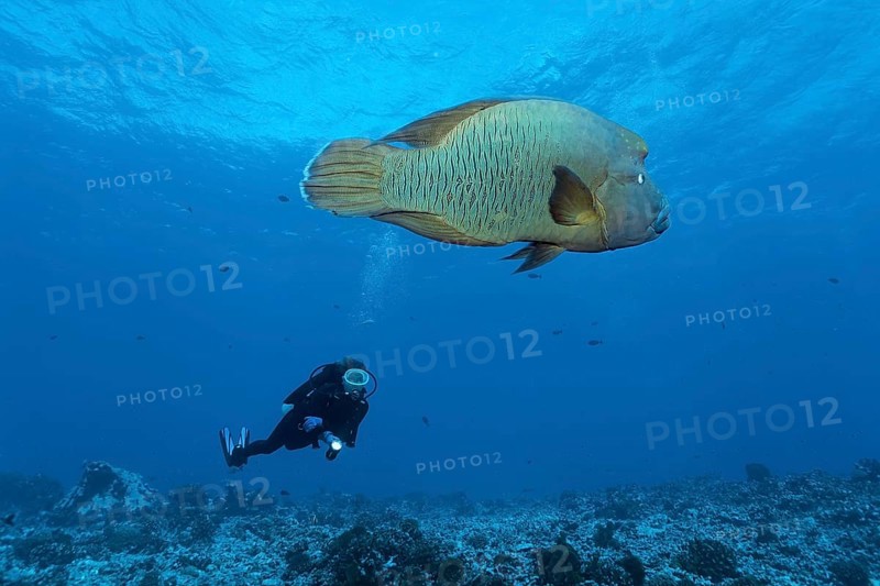 Diver watches Humphead Wrasse (Cheilinus undulatus) swims over coral reef