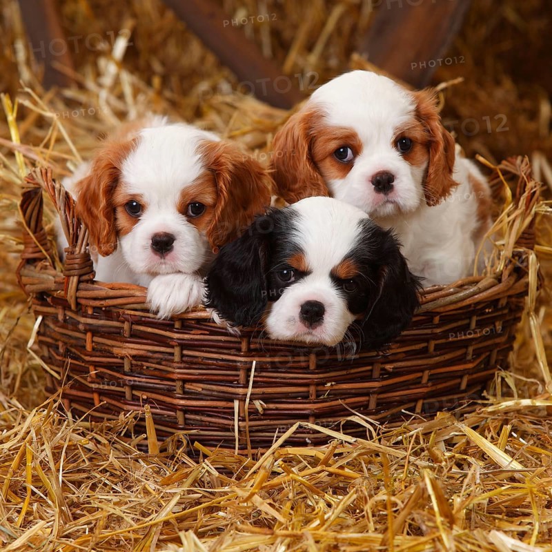 Cavalier King Charles Spaniel