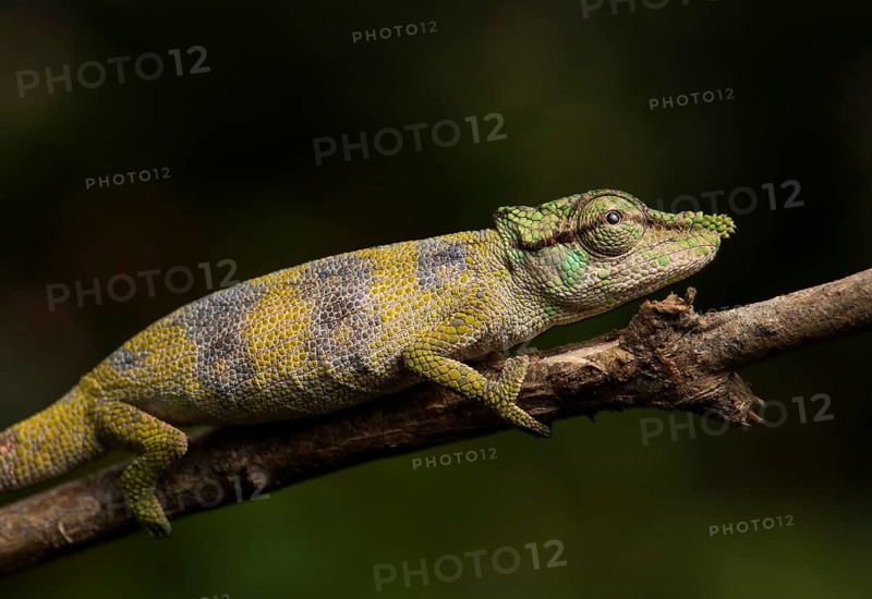 Chameleon (Calumma falax)