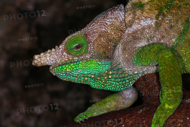 O'Shaughnessy's chameleon (Calumma oshaughnessyi)