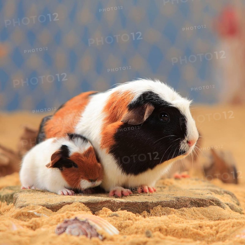 English Crested guinea pigs