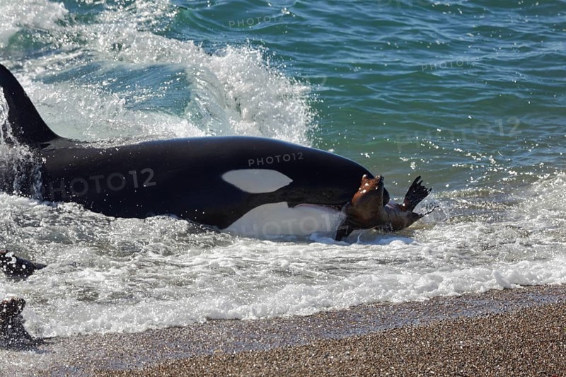 Orca (Orcinus orca) attacking sea lion pups (Otaria flavescens) at the beach