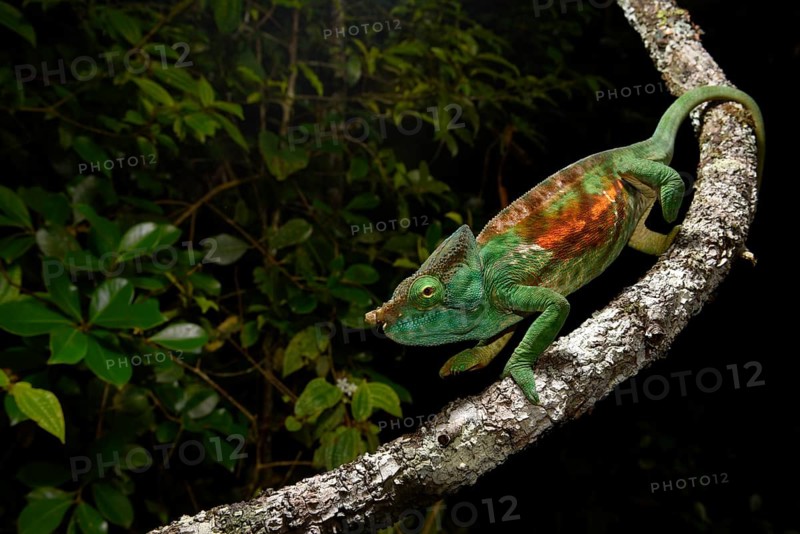 Chameleon (Calumma parsonii cristifer) in the rainforests of Andasibe