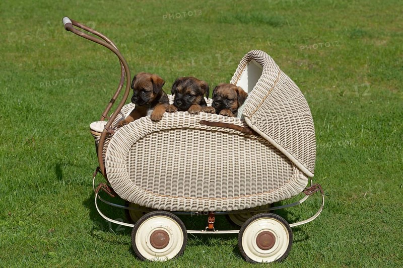 Border Terrier Puppies