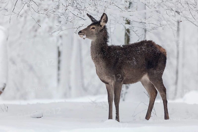 Red deer (Cervus elaphus)
