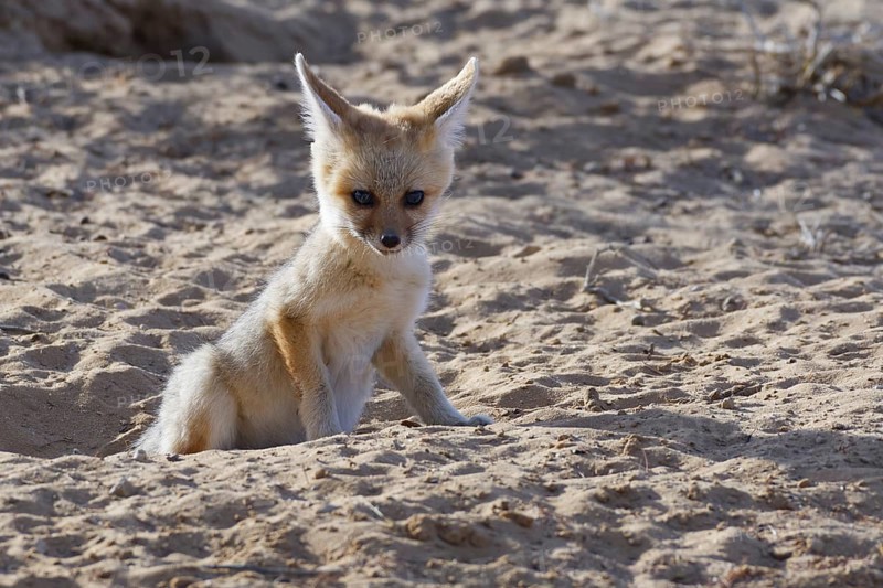 Young Cape fox (Vulpes chama) looking out from burrow entrance