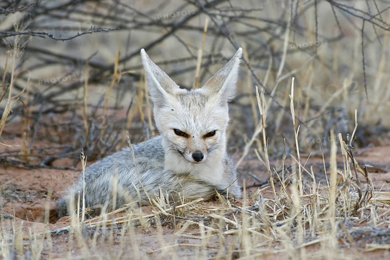 Cape fox (Vulpes chama)