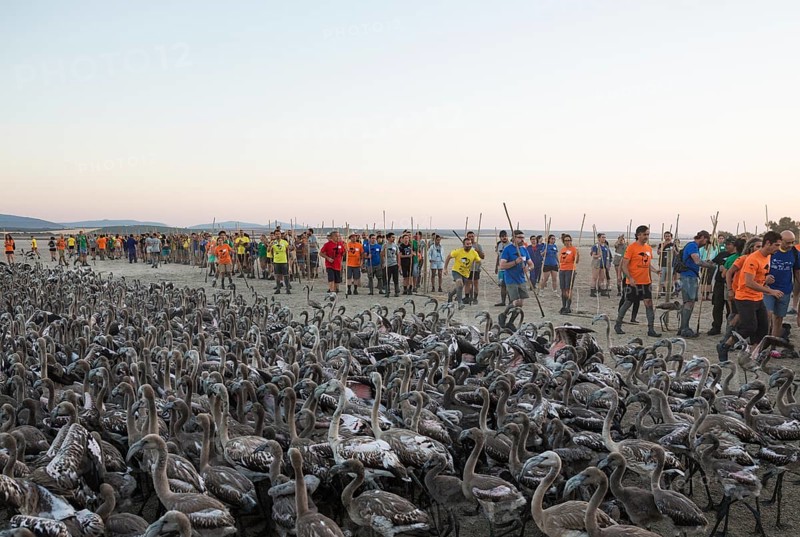 Volunteers at the Laguna de Fuente de Piedra have captured immature Greater Flamingos (Phoenicopterus roseus) which will be ringed and go through a medical check
