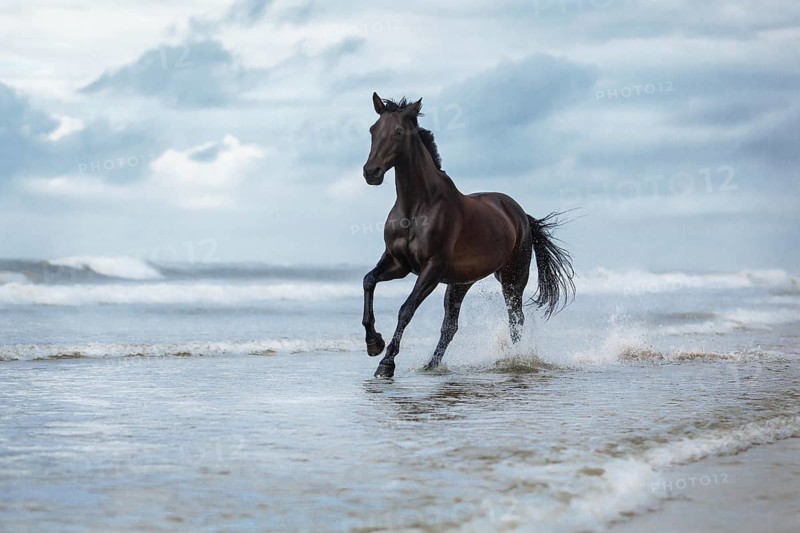 Black horse