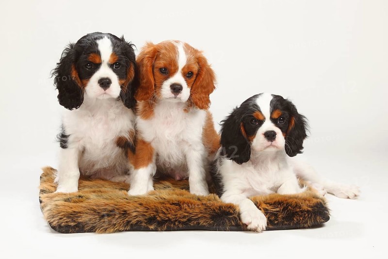 Cavalier King Charles Spaniel