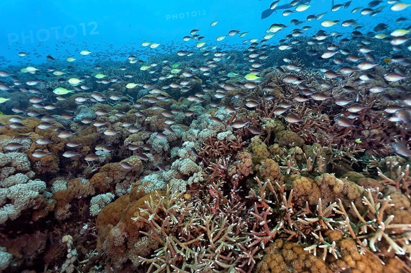 Perch Demoiselle (Chromis fumea)