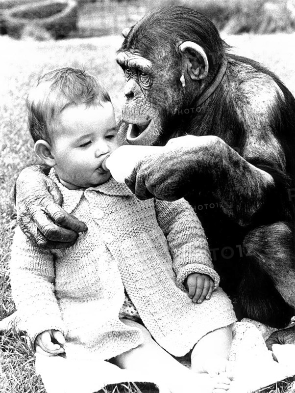 Chimpanzee feeds baby with milk from the bottle