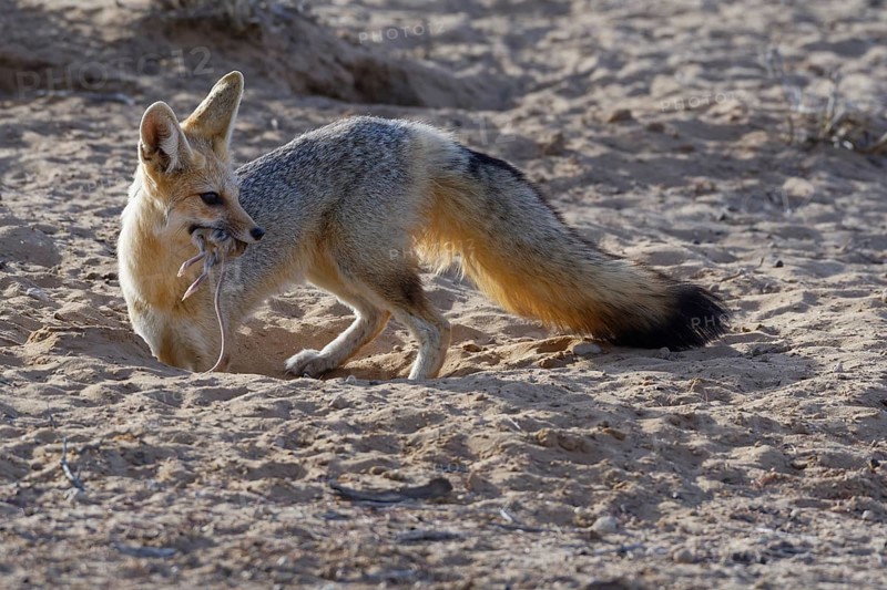 Cape fox (Vulpes chama)