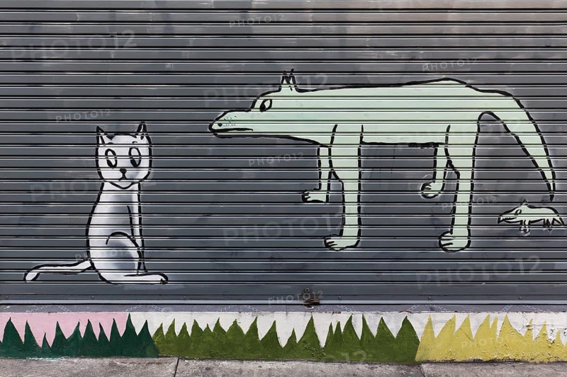 Cat and dog